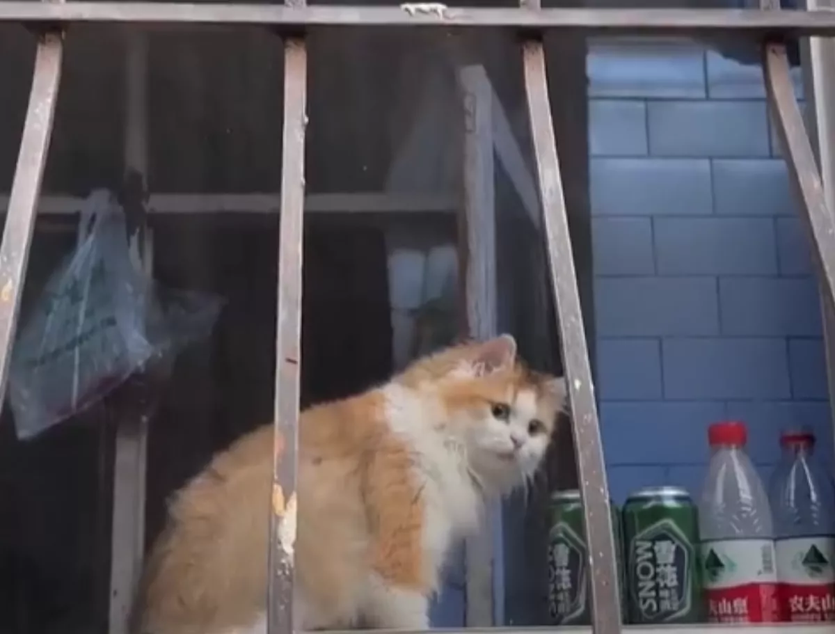 女子看到同色貓和狗   互動程度不同網友大笑